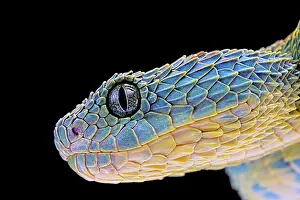 Squamiger: Portrait of Bush viper (Atheris squamigera) from