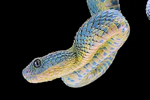 Suspend: Portrait of Bush viper (Atheris squamigera) from