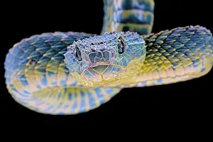 Suspend: Portrait of Bush viper (Atheris squamigera) from