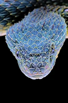 Squamiger: Portrait of Bush viper (Atheris squamigera) from