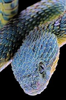 Squamiger: Portrait of Bush viper (Atheris squamigera) from