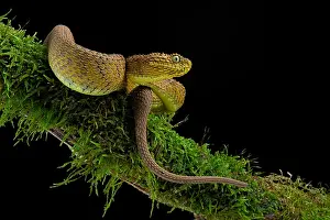 Dwelling: Portrait of Bush viper (Atheris squamigera) on a
