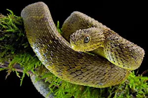 Dwelling: Portrait of Bush viper (Atheris squamigera) on a
