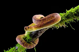 Dwelling: Portrait of Bush viper (Atheris squamigera) on a