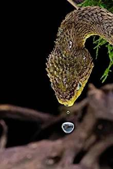 Dwelling: Portrait of Bush viper (Atheris squamigera) anbd