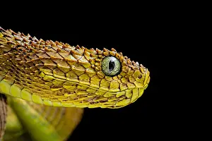 Dwelling: Portrait of Bush viper (Atheris squamigera) on black