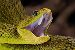 Dwelling: Portrait of Bush viper (Atheris squamigera) on black
