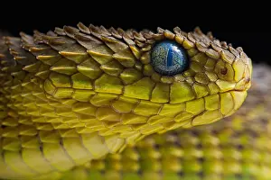 Dwelling: Portrait of Bush viper (Atheris squamigera) on black