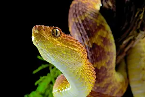 Dwelling: Portrait of Bush viper (Atheris squamigera) on black