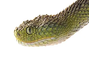 Dwelling: Portrait of Bush viper (Atheris squamigera) on white
