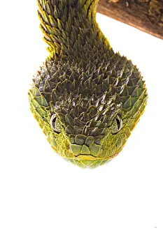 Dwelling: Portrait of Bush viper (Atheris squamigera) on white
