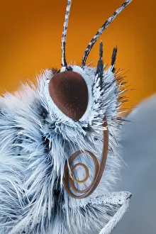 Lepidopteran: Portrait of a butterfly (Polyommatus icarus) with sucking