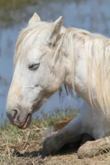 Bedtime: Portrait of Camargue horse at rest