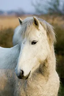 Marie: Portrait of Camargue Horse, Saintes Marie de la