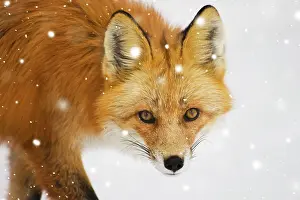 Stare: Portrait of Canadian Red Fox (Vulpes vulpes) walking