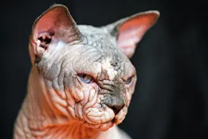 Standard: Portrait of Canadian Sphynx cat - breed of cat known