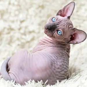 Nudity: Portrait of Canadian Sphynx Cat kitten with big