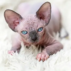 Education: Portrait of Canadian Sphynx Cat kitten looking at