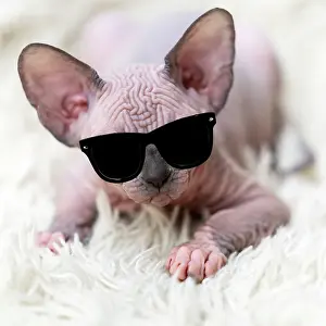 Everyday: Portrait of Canadian Sphynx Cat kitten looking at