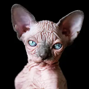 Cyprinid: Portrait of Canadian Sphynx kitten with big blue