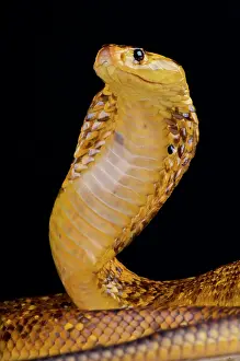 Zimbabwe: Portrait of Cape cobra (Naja nivea) on black background
