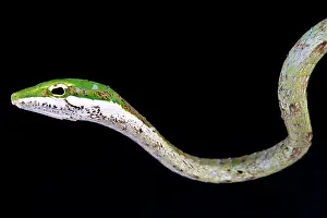 Capensis: Portrait of Cape twig snake (Thelotornis capensis)