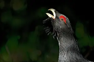 Communicate: Portrait of Capercaillie (Tetrao urogallus ) male