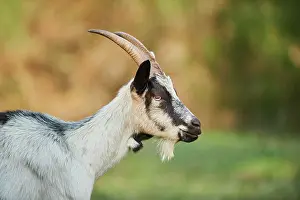 Hircus: Portrait of one (Capra aegagrus hircus), portrait