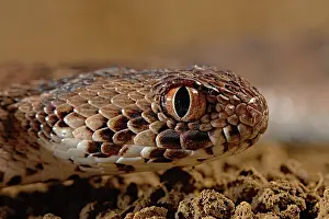 Viperidae: Portrait of Carpet viper (Echis ocellatus), Africa