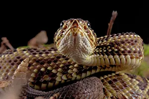 Durissus: Portrait of Cascabel Rattlesnake (Crotalus durissus
