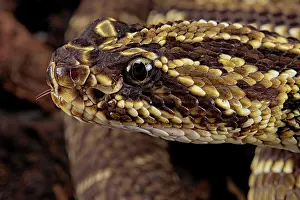 Durissus: Portrait of Cascabel Rattlesnake (Crotalus durissus