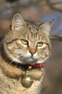 Anti: Portrait of a cat with an anti predation bell