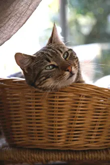 Trugs: Portrait cat in a basket