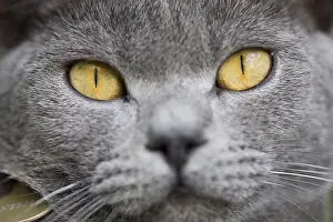 Snoots: Portrait of cat Chartreux