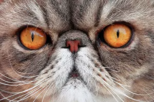 Shor: Portrait of a cat exotic shorthair