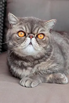 Shor: Portrait of a cat exotic shorthair