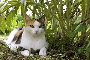 Potager: Portrait of a Cat in a garden in Provence France