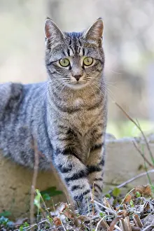 Predations: Portrait of Cat in the leaves Alsace France