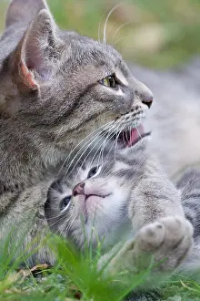 Cleanse: Portrait of a cat licking its kitten tabby France