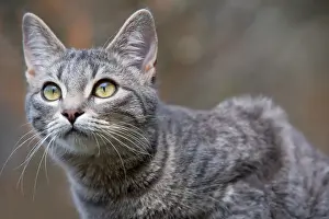 Hunted: Portrait of Cat on the lookout Alsace France