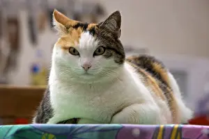 Tables: Portrait of a Cat lying on a kitchen table France