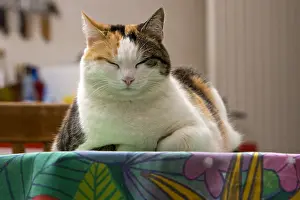 Tables: Portrait of a Cat lying on a kitchen table France