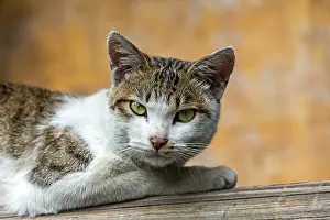 Bedtime: Portrait of Cat lying - Kunming Yunnan China