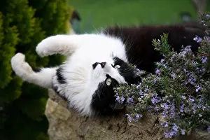 Lamiaceae: Portrait of a Cat lying near a Rosemary in bloom
