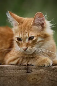 Board: Portrait of a Cat lying on a wooden box