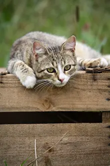 Board: Portrait of a Cat lying on a wooden box