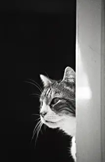 Bored: Portrait cat Refuge of Beauregard France
