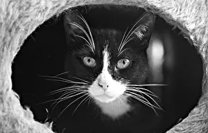 Beauregard: Portrait cat Refuge of Beauregard France