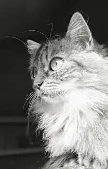 Kennel: Portrait cat Refuge of Beauregard France