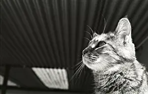 Metals: Portrait cat Refuge of Beauregard France